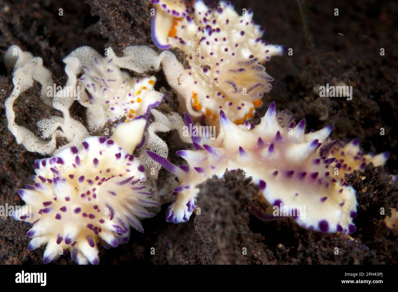 Mehrköpfige Mexichromis Nudibranch (Mexichromis multituberculata) Erwachsene, Gruppe mit Eiern auf Sand, Seraya, Bali, Lesser Sunda Islands, Indonesien Stockfoto