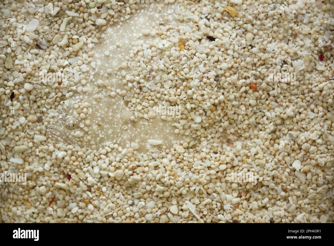 Steinbutt (Scophthalmus maximus), ausgewachsen, auf Kies begraben und getarnt, The Wash, Lincolnshire, England, Vereinigtes Königreich Stockfoto