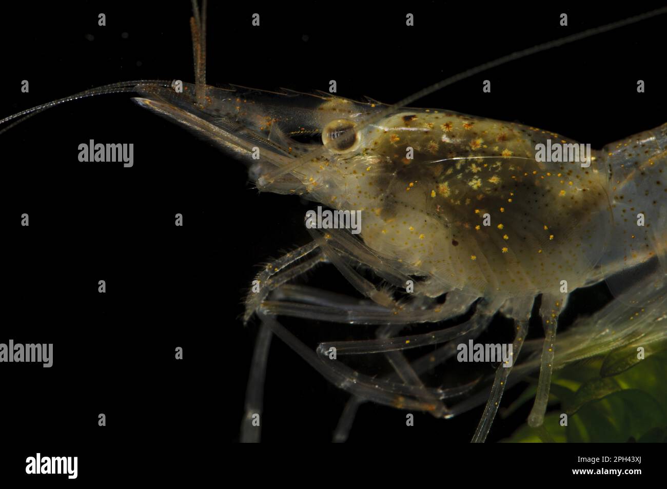 Brackish-Water-Garnele (Palaemonetes varians), Erwachsener, Nahaufnahme des Kopfes, gezackte Kante zum Panzer und Feder um die Unterkiefer, Wat Tyler Stockfoto