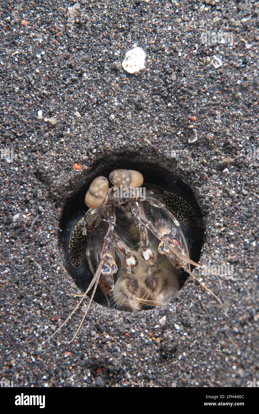 Spearing Mantis Shrimp (Lysiosquillina tredecimdentata), Erwachsener, am Eingang der Höhle in schwarzem Sand, Lempriv Straits, Sulawesi, Sunda Islands, Indonesien Stockfoto