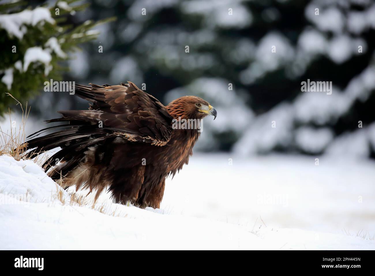 Goldadler (Aquila chrysaetos), Erwachsener, Zdarske Vrchy, Böhmisch-mährisches Hochland, Tschechische Republik Stockfoto