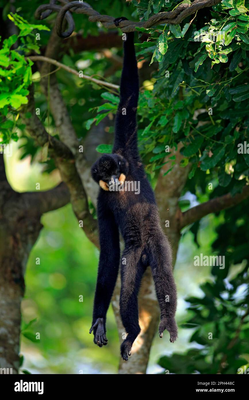 Gelbbacke Gibbon, Erwachsener, männlich, Asien (Nomascus gabriellae) Stockfoto