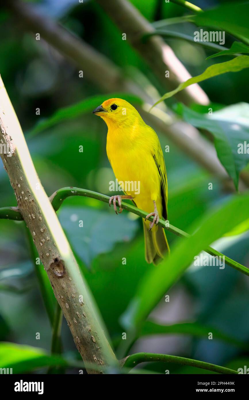 Safranfinch (Sicalis flaveola), weibliche Erwachsene auf dem Baum, Südamerika Stockfoto