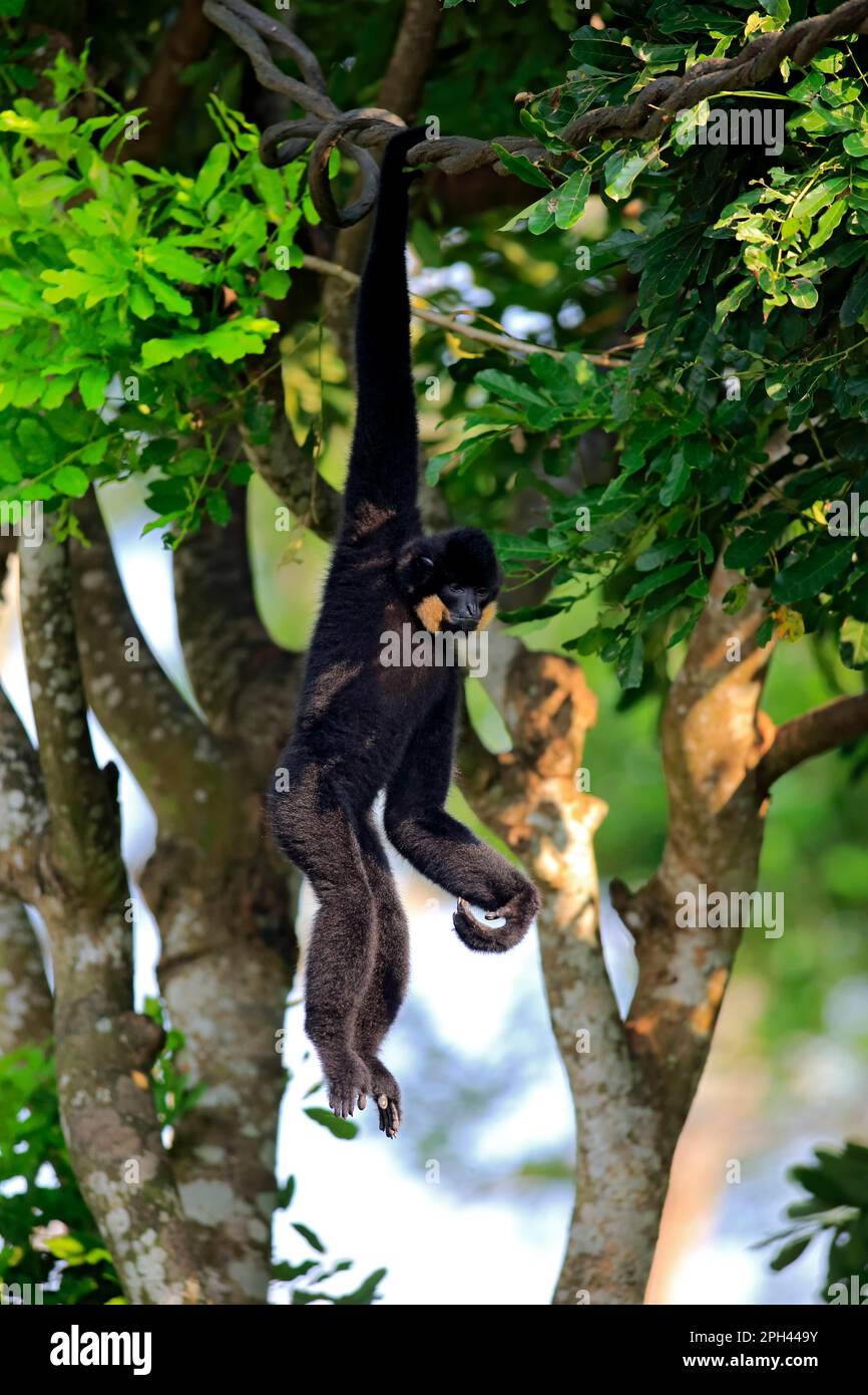 Gelbbacke Gibbon, Erwachsener, männlich, Asien (Nomascus gabriellae) Stockfoto