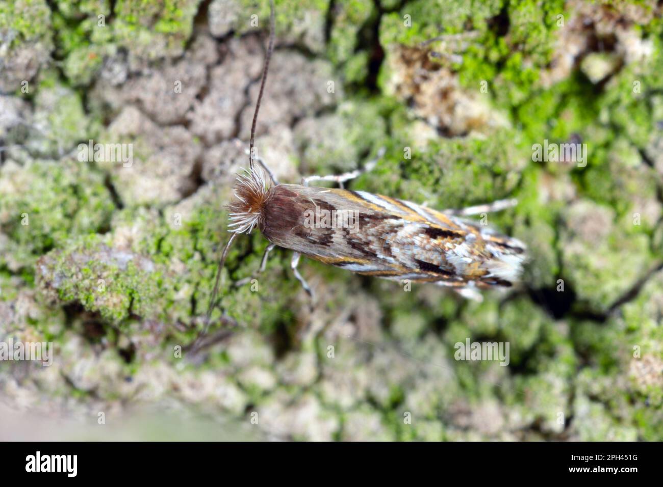 Blattfleckenmotte (Macrosaccus robiniella). Nordamerikanische Spezies, außerirdisch in Europa. Die Raupenminen, die Blätter von Robinia abbauen. Stockfoto