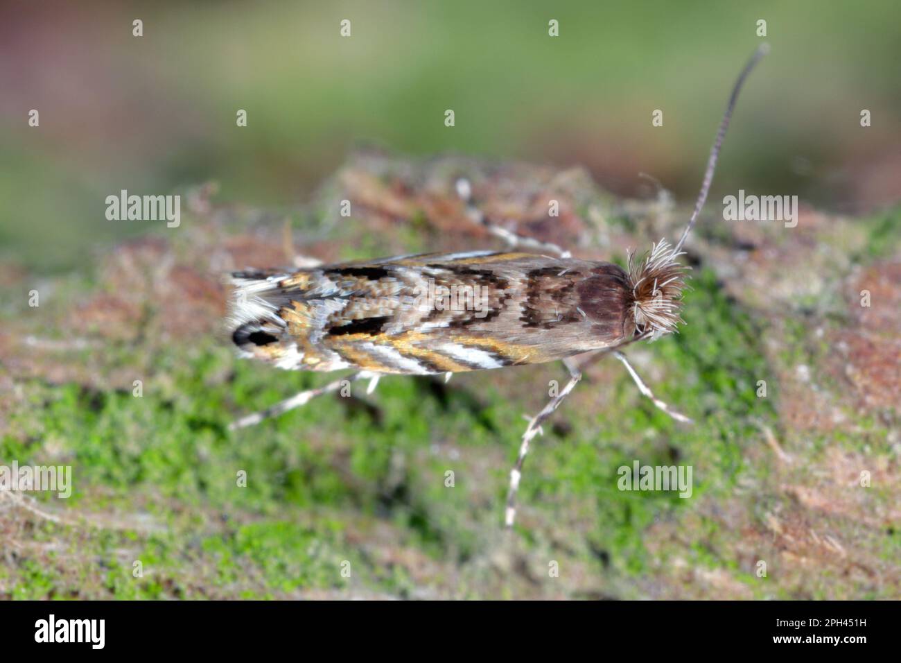 Blattfleckenmotte (Macrosaccus robiniella). Nordamerikanische Spezies, außerirdisch in Europa. Die Raupenminen, die Blätter von Robinia abbauen. Stockfoto