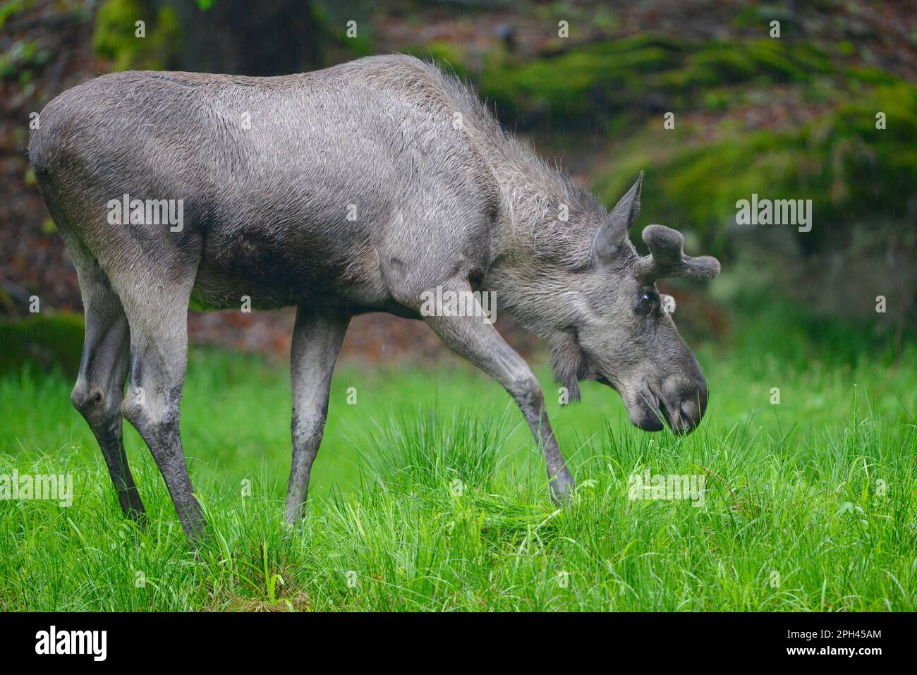 Elch Stockfoto