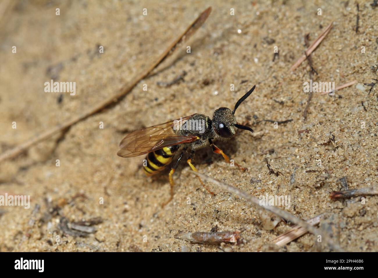 Europäischer Bienenwolf Stockfoto