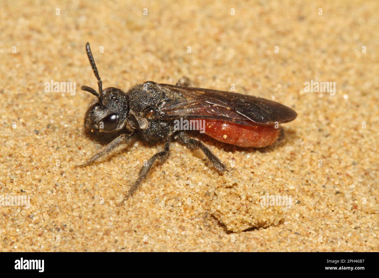 Halictid Bee (Sphecodes) albilabris Stockfoto