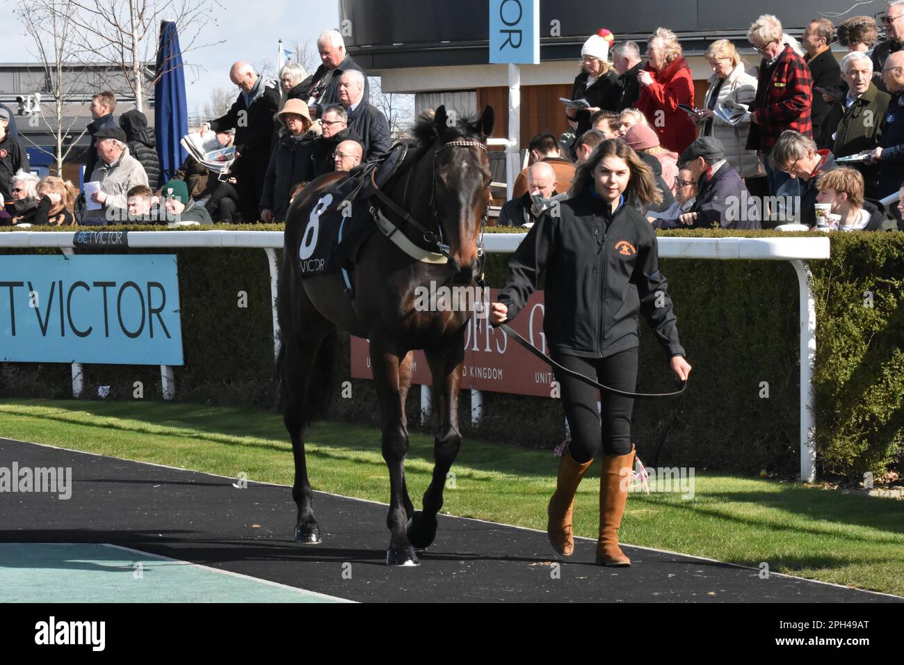 Newbury, Großbritannien. 25. März 2023. Honneur D'Ajonc wird vor dem 2,05. Rennen um Ihr Geld auf der Rennbahn Newbury, Großbritannien, durch den Parade-Ring geführt. Kredit: Paul Blake/Alamy Live News. Stockfoto