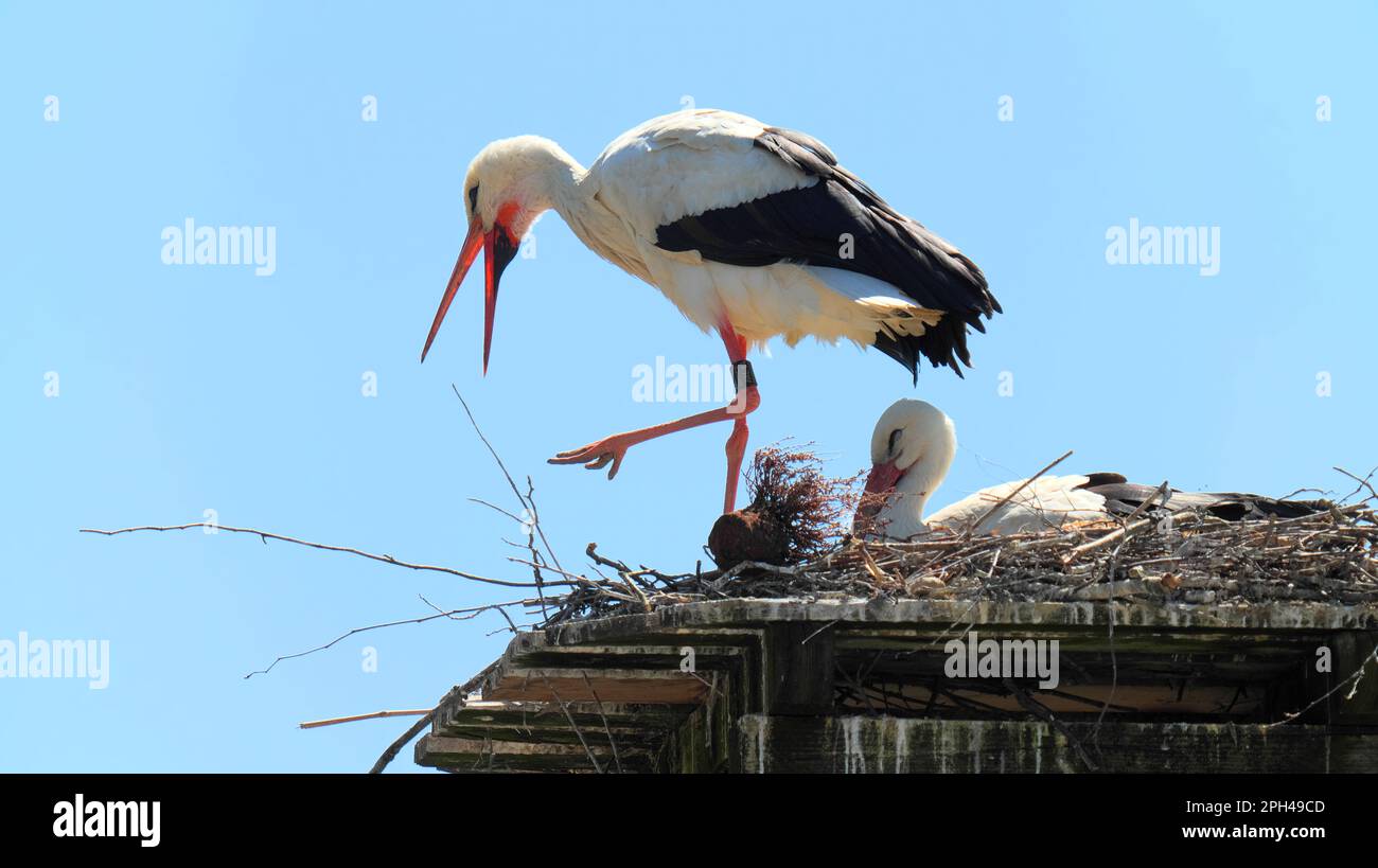 Zwei Störche im Nest, einer sitzt und der andere mit Vogelring steht mit offenem Schnabel Stockfoto