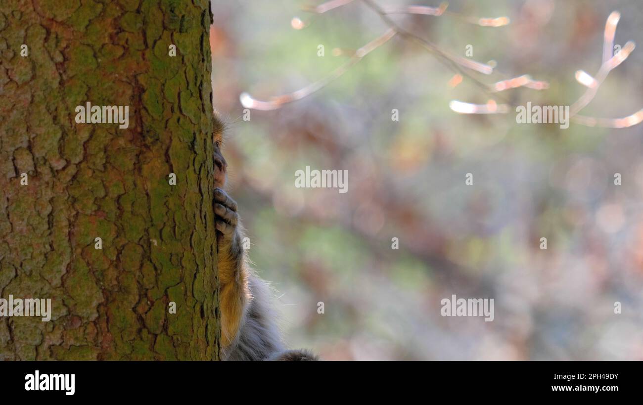 Der kleine kleine berberaffen versteckt sich hinter dem Baum, die Hälfte seines Gesichts und eine Hand sichtbar Stockfoto