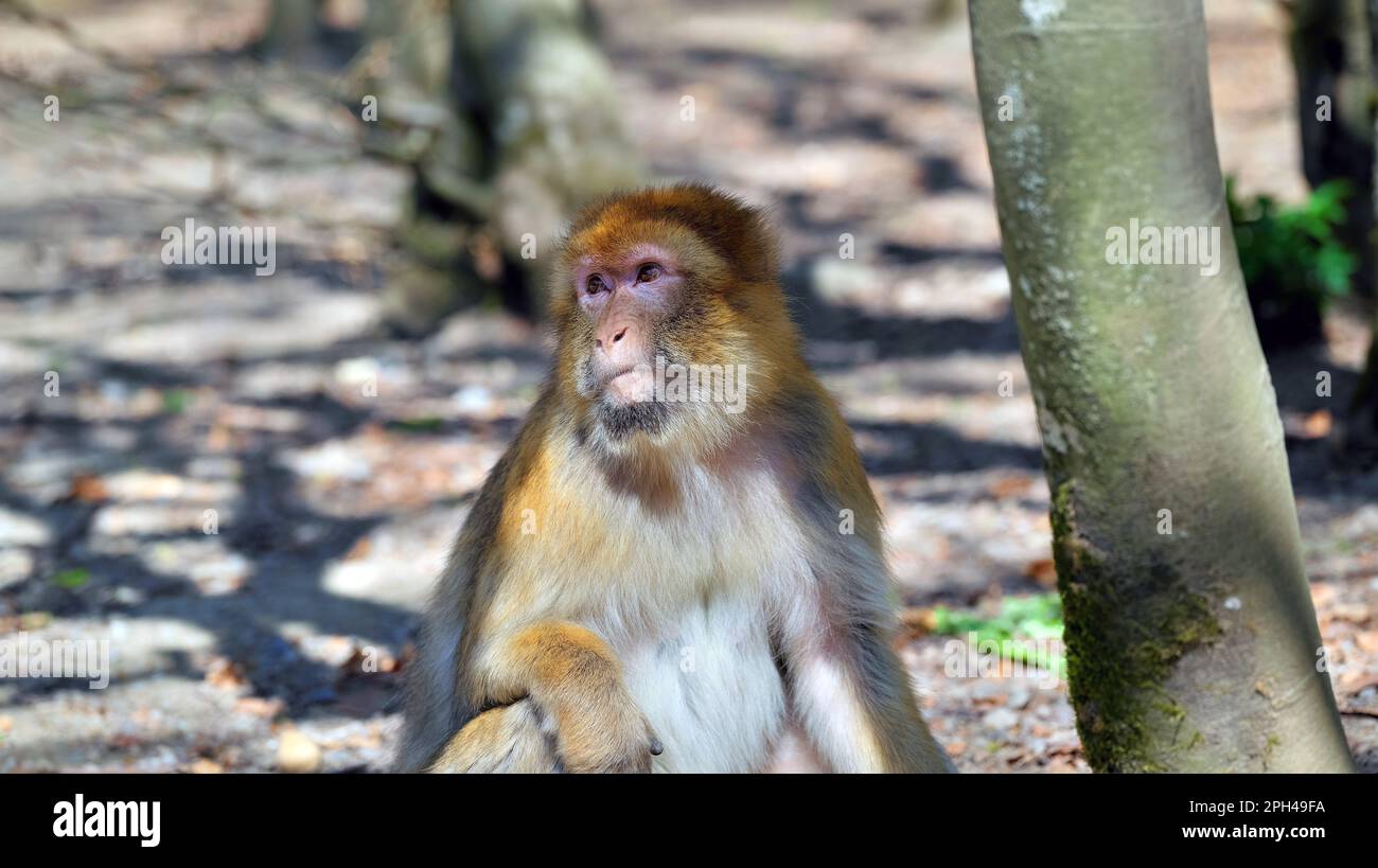 Nahaufnahme eines kleinen, kleinen, kleinen barbaren Affen, der seinen Kopf wegdreht und nach oben blickt Stockfoto