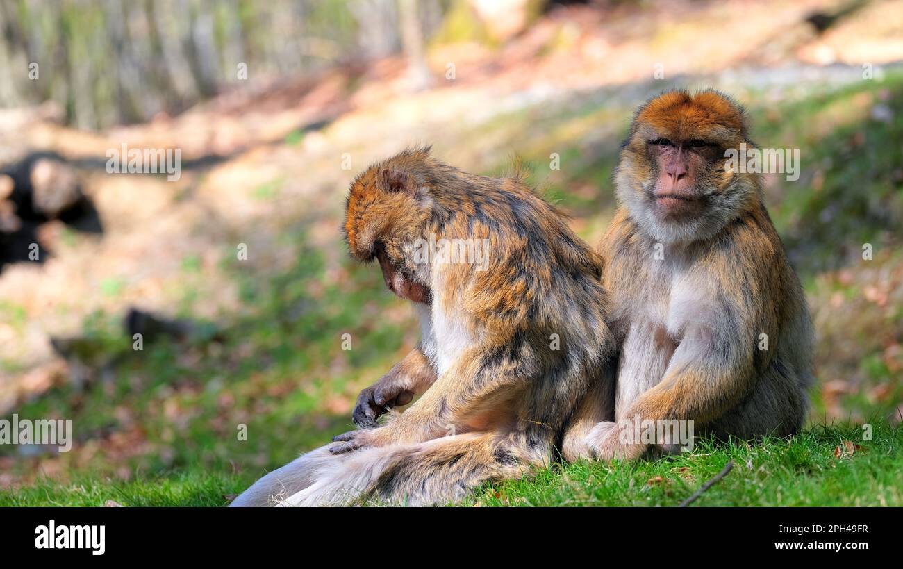 Zwei Berbermakaken, die auf einem Hügel sitzen, einer hinter dem anderen, einer mit dem Kopf nach unten, der andere schaut in die Kamera Stockfoto