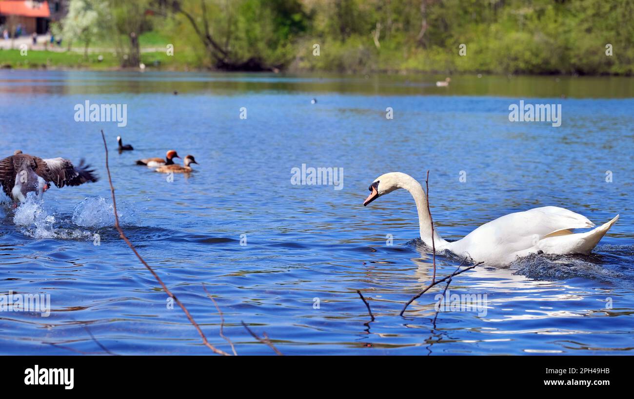 Swan jagt eine Gans, die auf dem Wasser vor ihm flieht Stockfoto