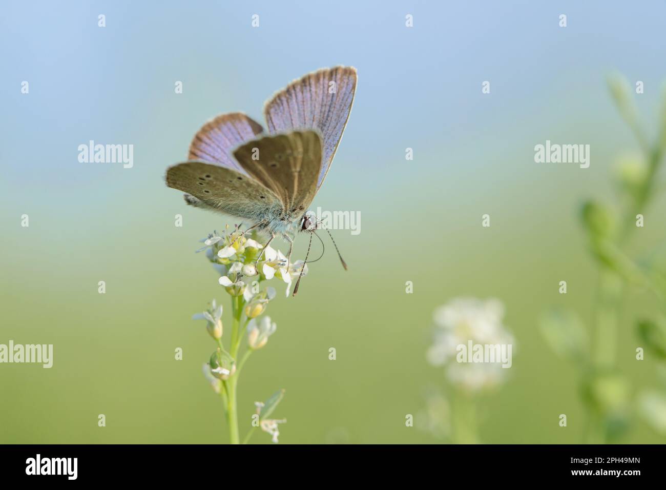 Blauer Mazariner Schmetterling (Cyaniris semiargus). Stockfoto