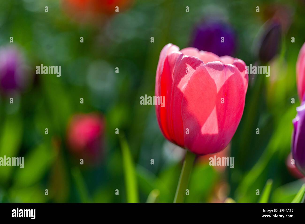 Nahaufnahme blühender Tulpen. Natur im Frühling, Sommer. Blumenfeld. Stockfoto