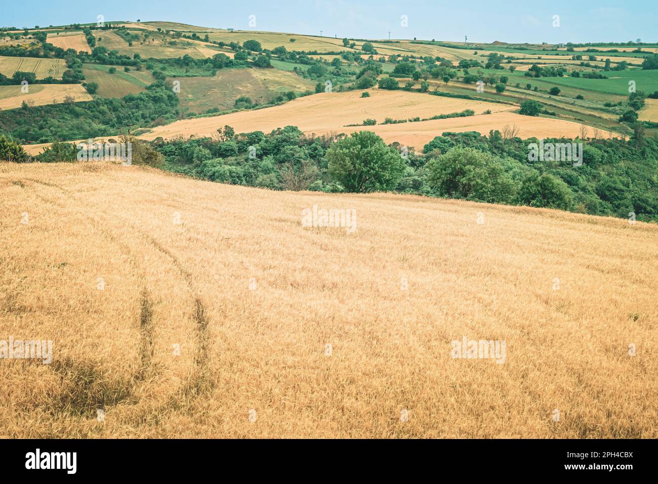 Panoramablick auf ein grenzenloses goldenes Weizenfeld, bereit für die Ernte. Stockfoto