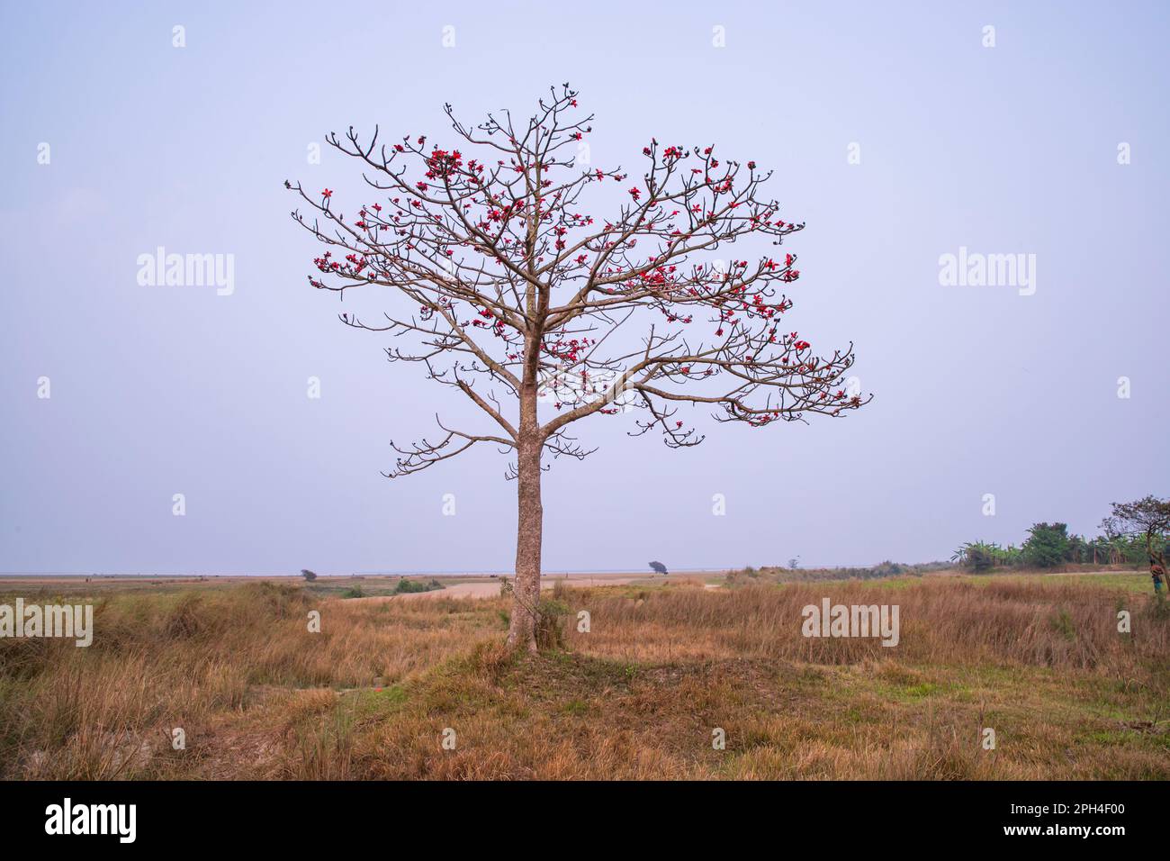 Bombax ceiba Baum mit roten Blüten auf dem Feld unter dem blauen Himmel Stockfoto