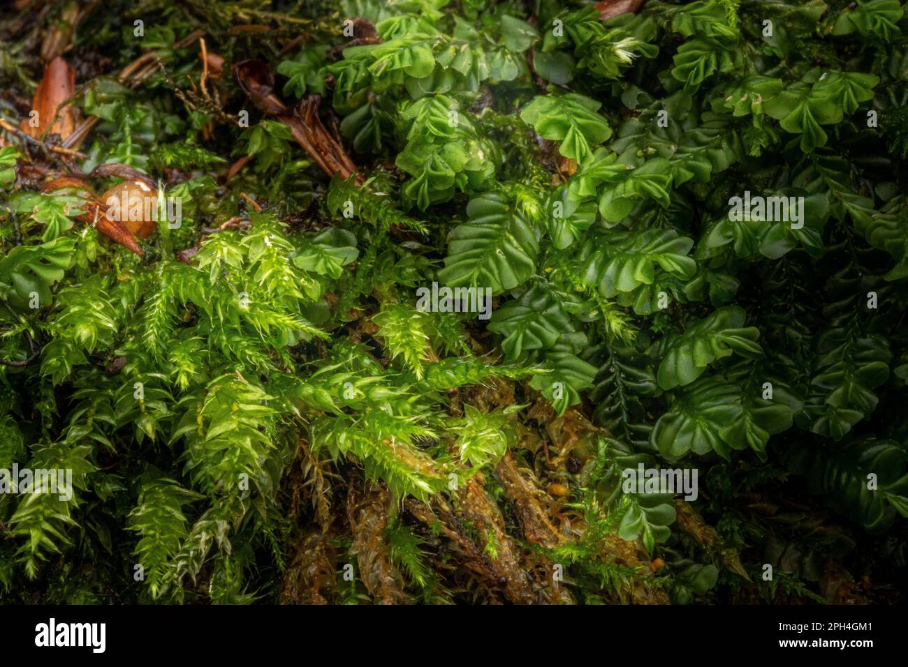 Feuchtes Moos im Herbstwald Stockfoto