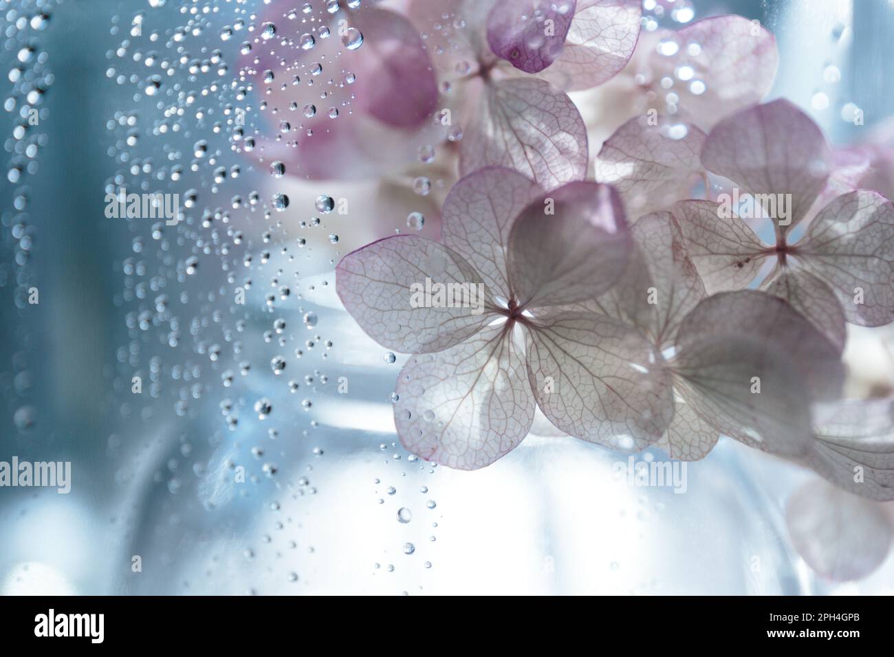 Rosa Hortensien in Wassertropfen auf verschwommenem Hintergrund Stockfoto