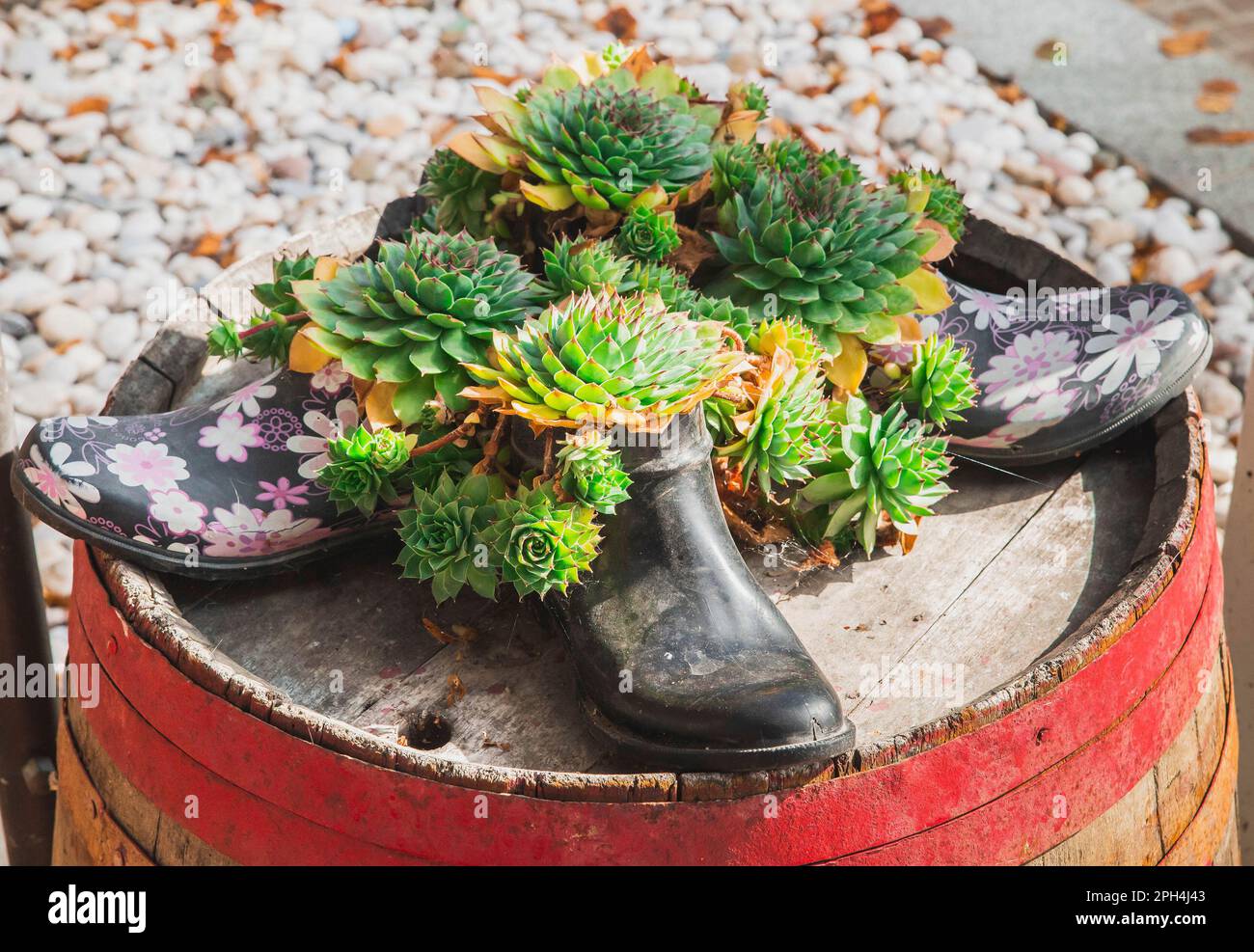 Fauler kaktus -Fotos und -Bildmaterial in hoher Auflsung  Alamy