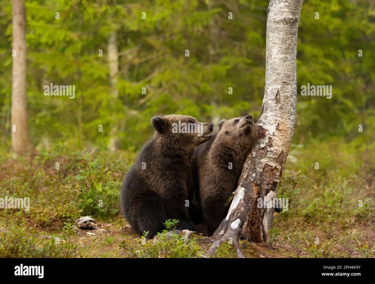 Nahaufnahme von verspielten Braunbären (Ursus arctos arctos) in den Wäldern Finnlands. Stockfoto