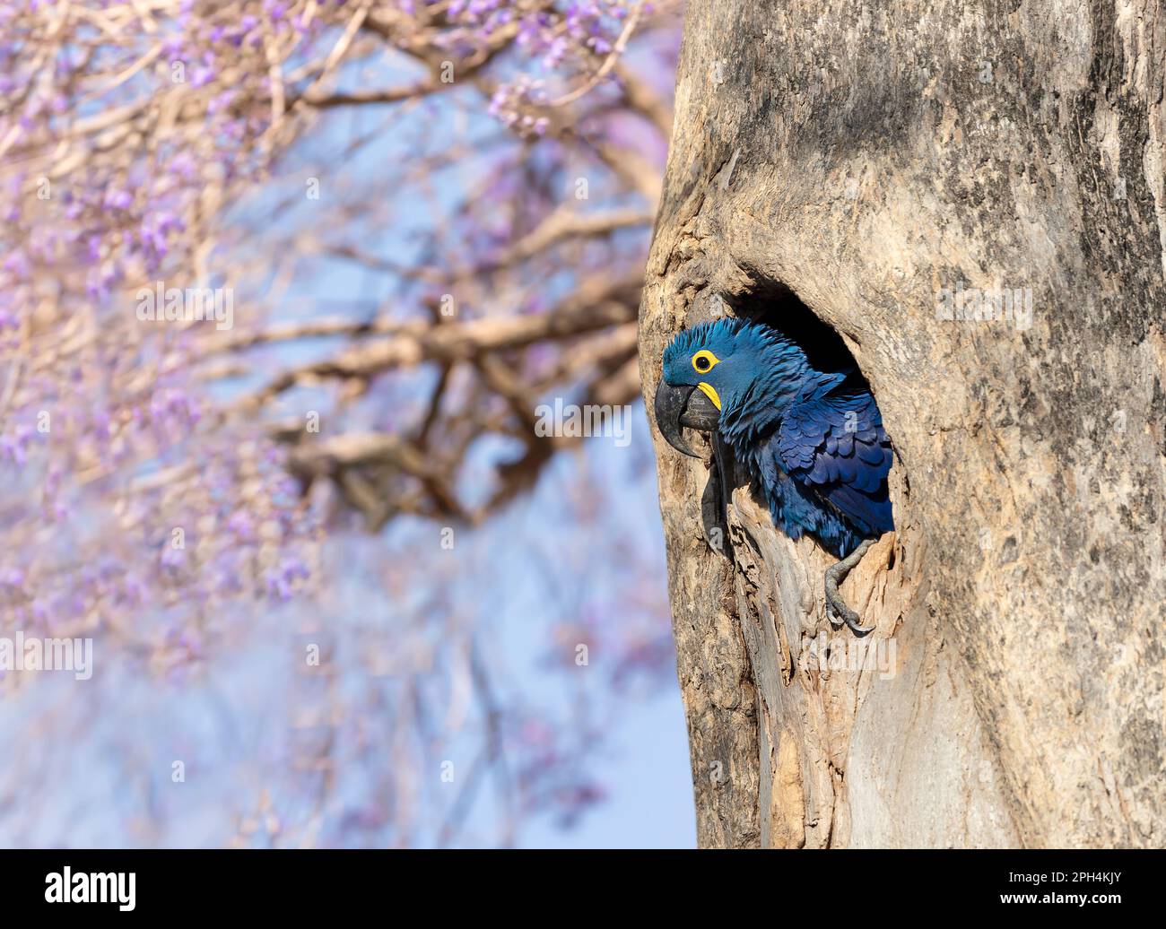 Hyazinth Ara hoch oben in einem Baumloch im Frühling, South Pantanal, Brasilien. Stockfoto