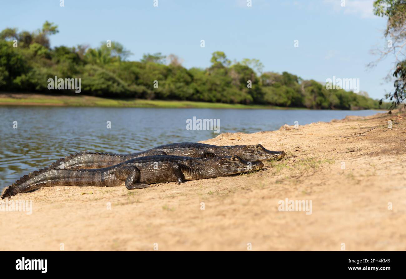 Zwei Yacare-Kaimane (Caiman Yacare) liegen auf einem sandigen Flussufer, South Pantanal, Brasilien. Stockfoto