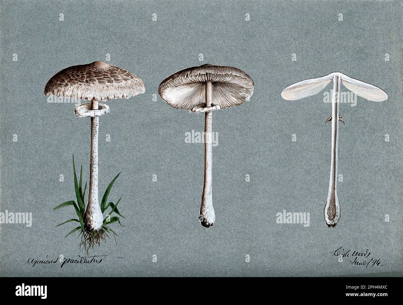 Agaricus Graciliatus ist eine Gattung von Pilzen, die sowohl essbare als auch giftige Arten enthält, die aus dem Jahr 1894 stammen Stockfoto