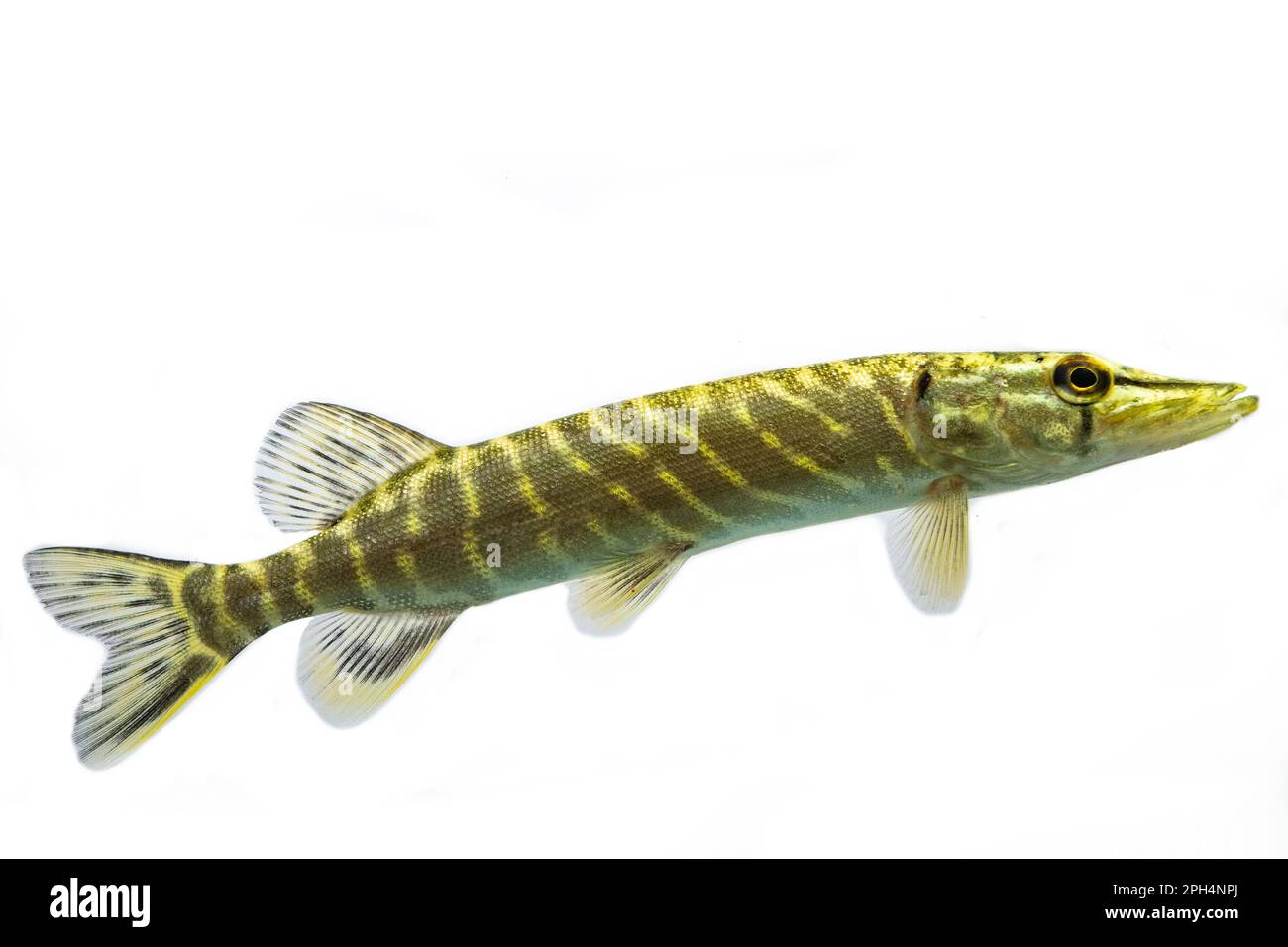 Ein kleiner Hecht schwimmt entlang Stockfoto