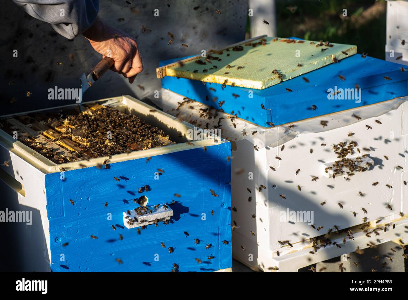 Professioneller Imker, der die Gesundheit seiner Bienen überwacht Stockfoto