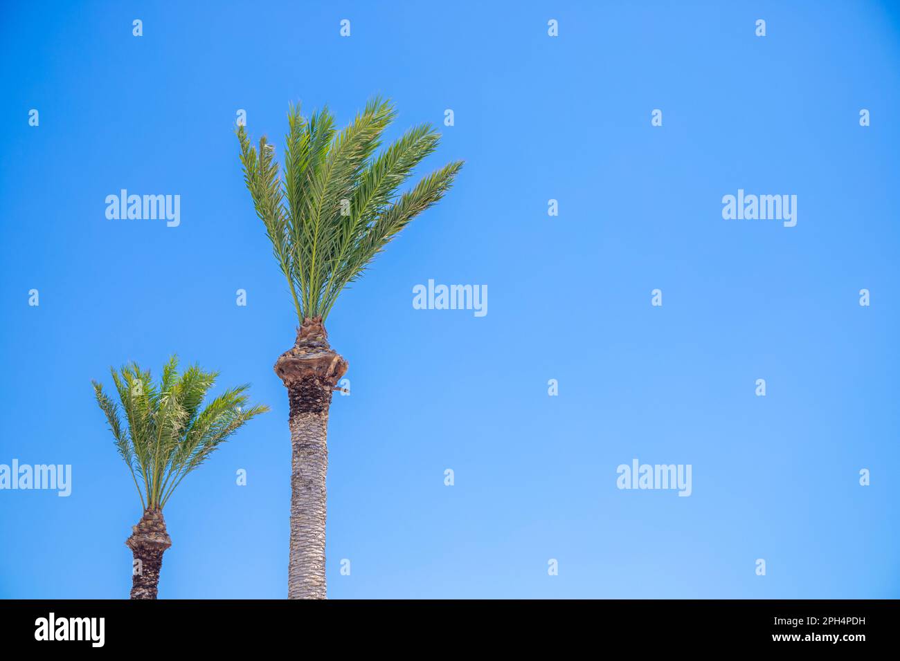 Zwei Palmen mit hellblauem Hintergrund. Hochwertiges Foto Stockfoto