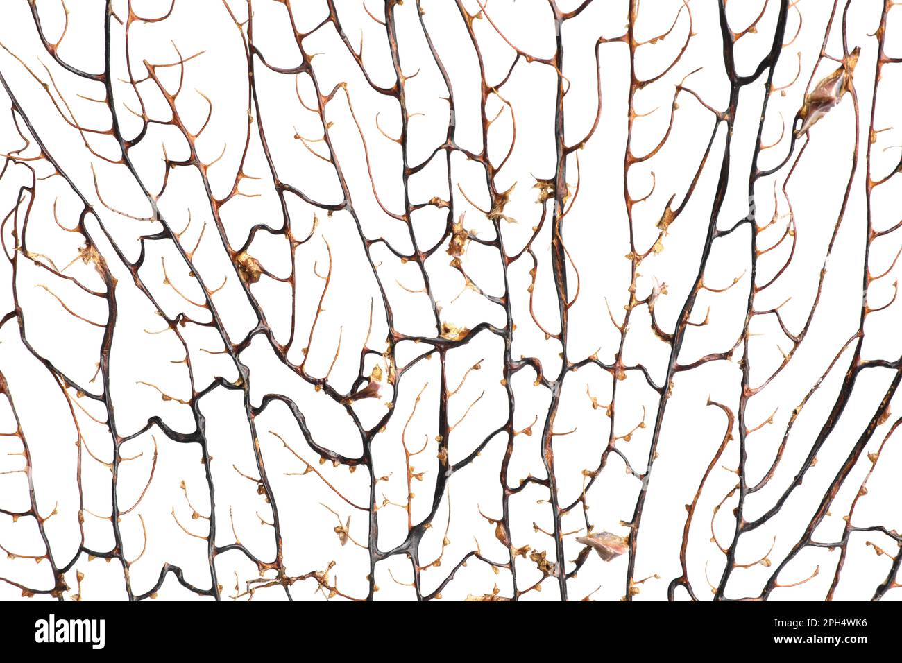Nahaufnahme der wunderschönen exotischen Verzweigungskorallen auf weißem Hintergrund Stockfoto
