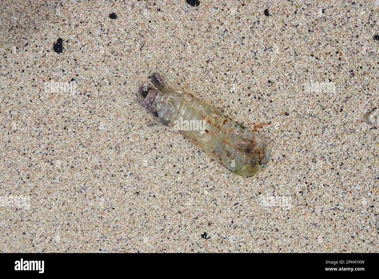 Plastikabfall, Strand, Mauritius Stockfoto