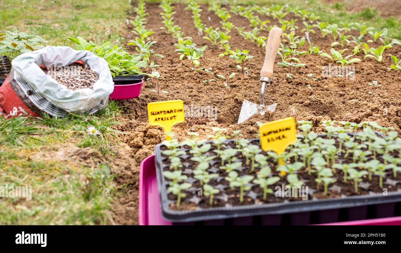 Umweltfreundliche Gartenarbeit. Änderung des Gartenbodens mit organischen Hühnerpellets vor dem Anpflanzen von blütenkeimlingen aus snapdragon. Organisches Bodendünger. Stockfoto