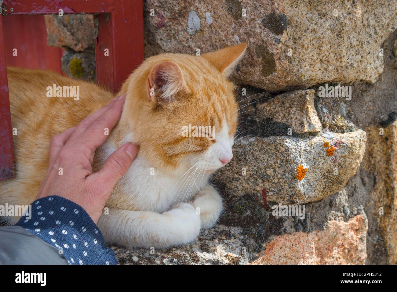 Hand streichelt eine schläfrige Katze. Stockfoto