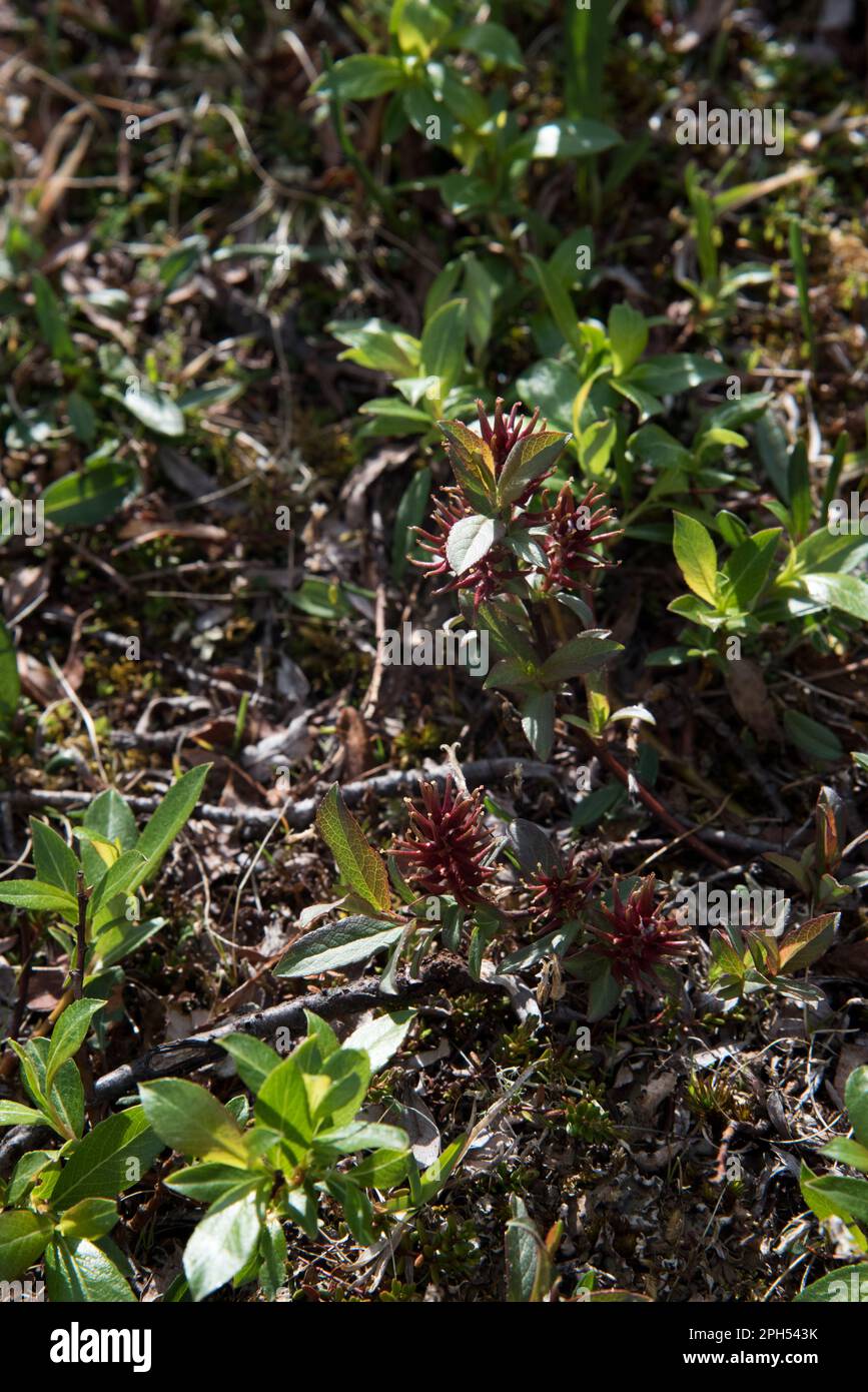 Bartsia allpina blüht auf Dovrefjell, einem Gebirgszug und Hochland in Mittelnorwegen. Stockfoto