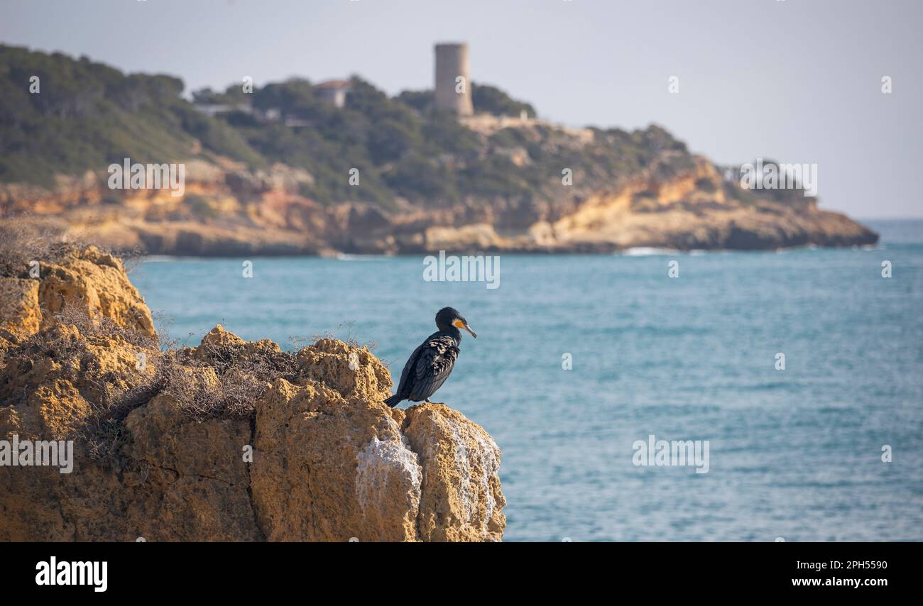 Ein einzelner Kormoran hoch oben auf einer felsigen Klippe mit Blick auf die malerische Küste der Costa Daurada, Katalonien Stockfoto
