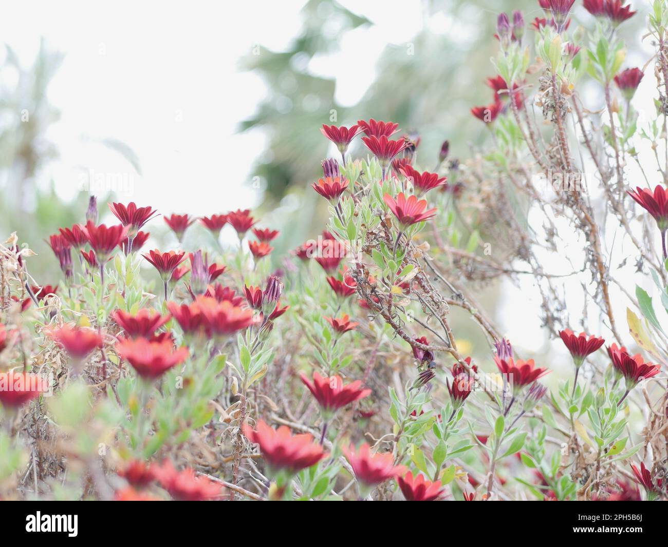 Fleurs Rouges dans le jardin Stockfoto
