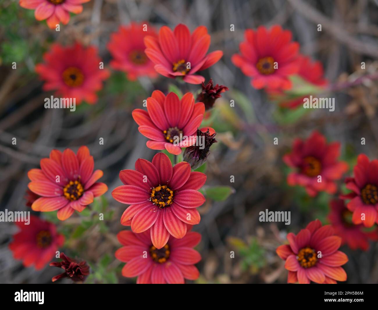 petites Fleurs Rouges dans le jardin Stockfoto