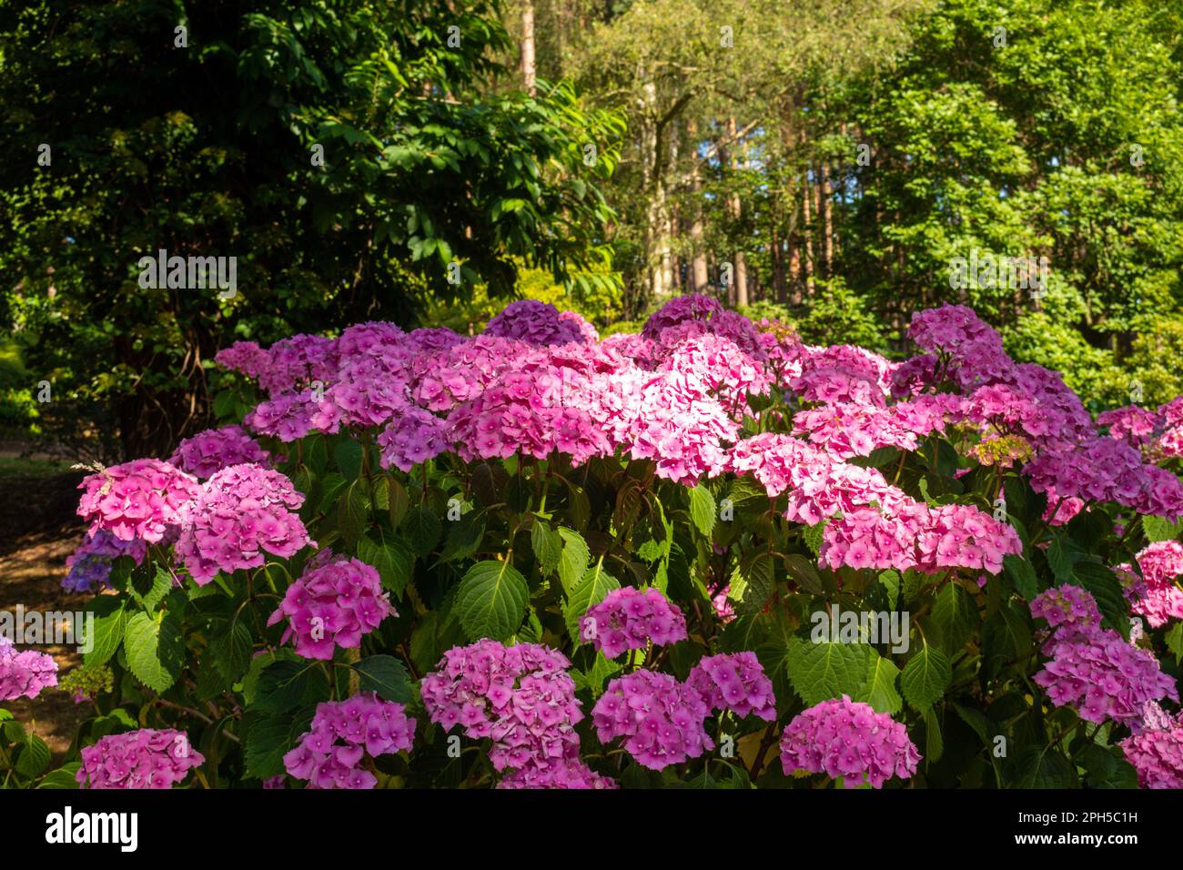 Rosa Hortensien in den Valley Gardens, Virginia Water, Surry, Großbritannien Stockfoto