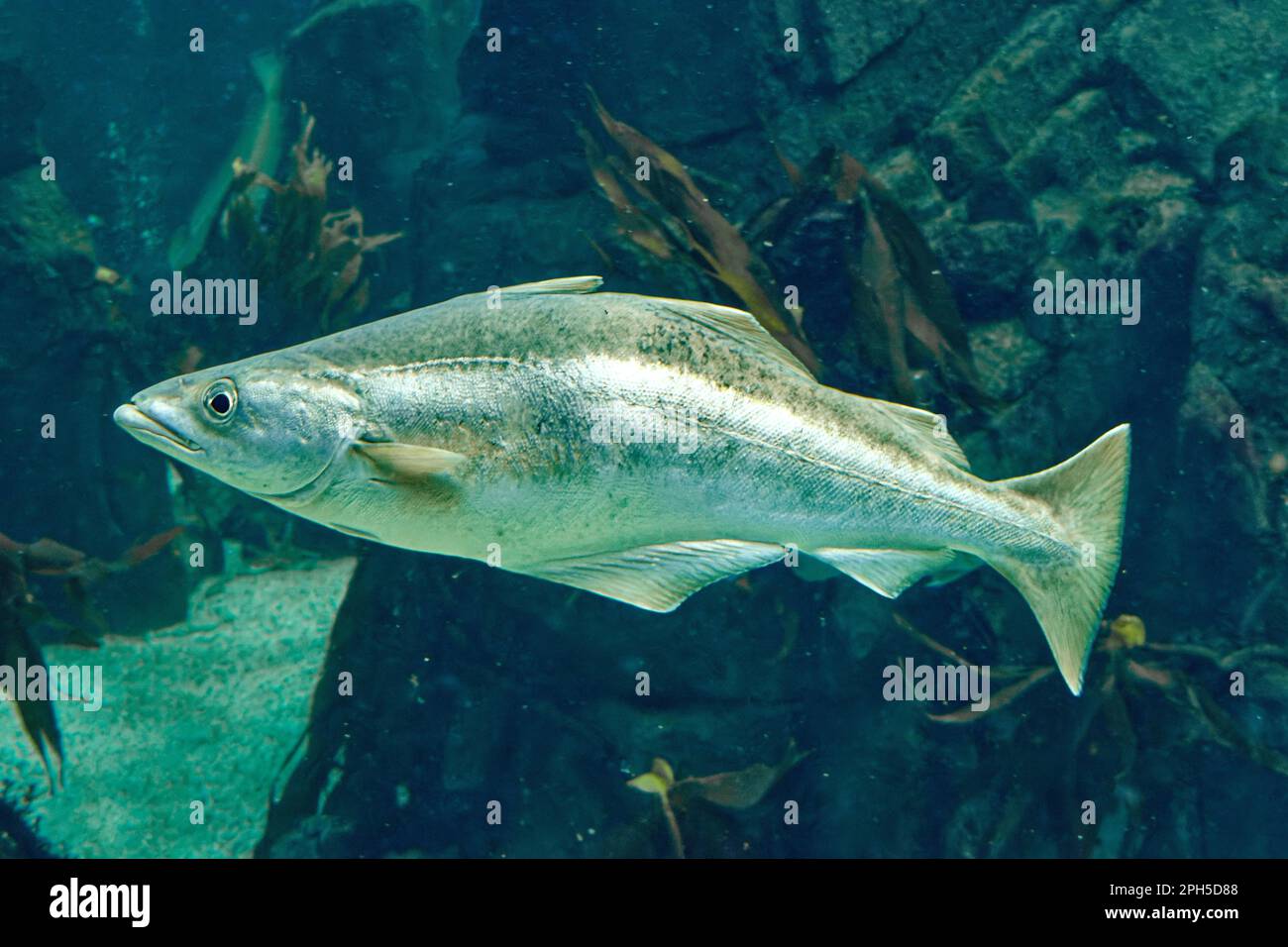 Pollock oder Pollack Pollachius pollachius beim Schwimmen im Meerwasser Stockfoto