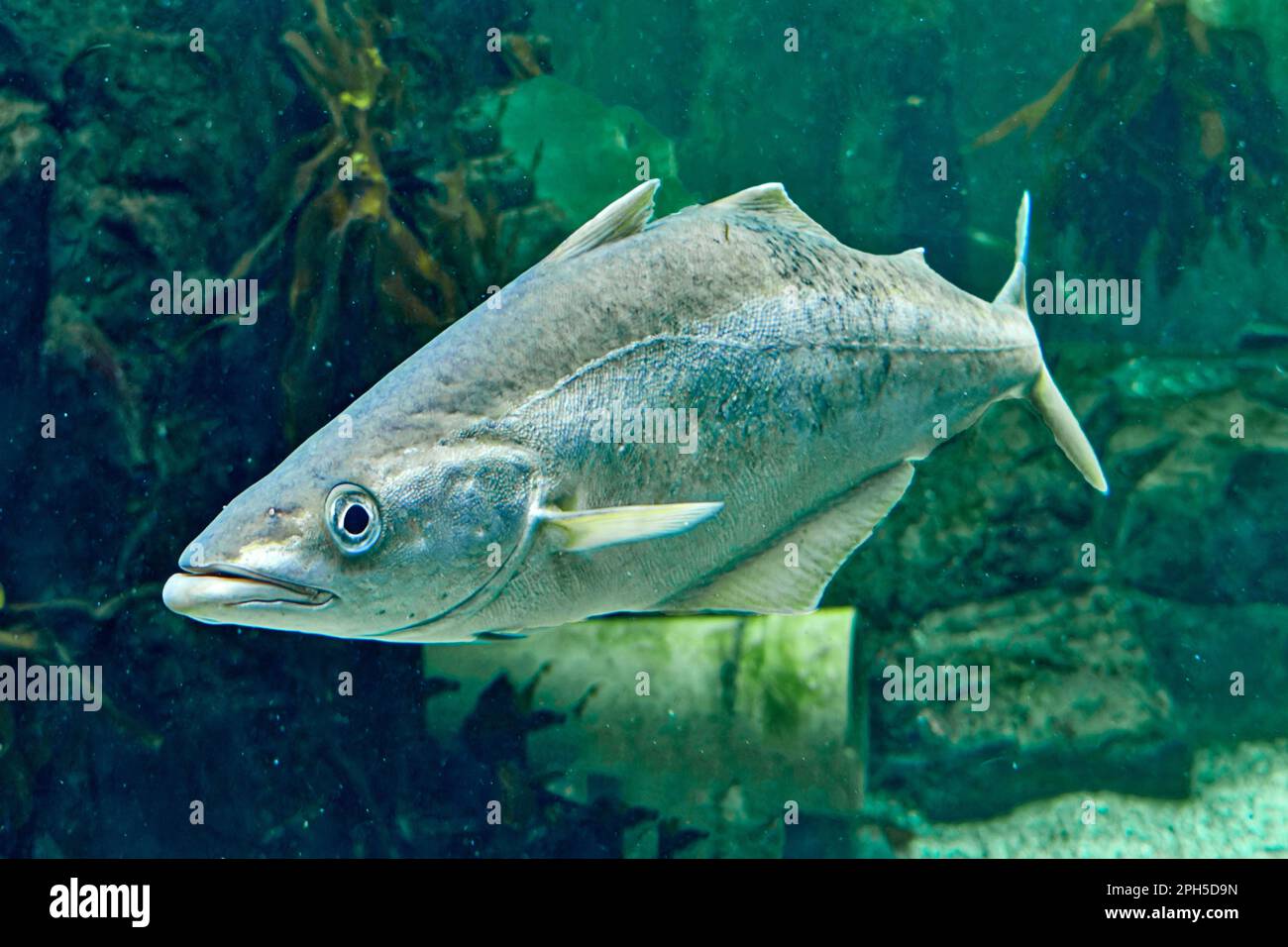 Pollock oder Pollack Pollachius pollachius schwimmen im Meerwasser Stockfoto