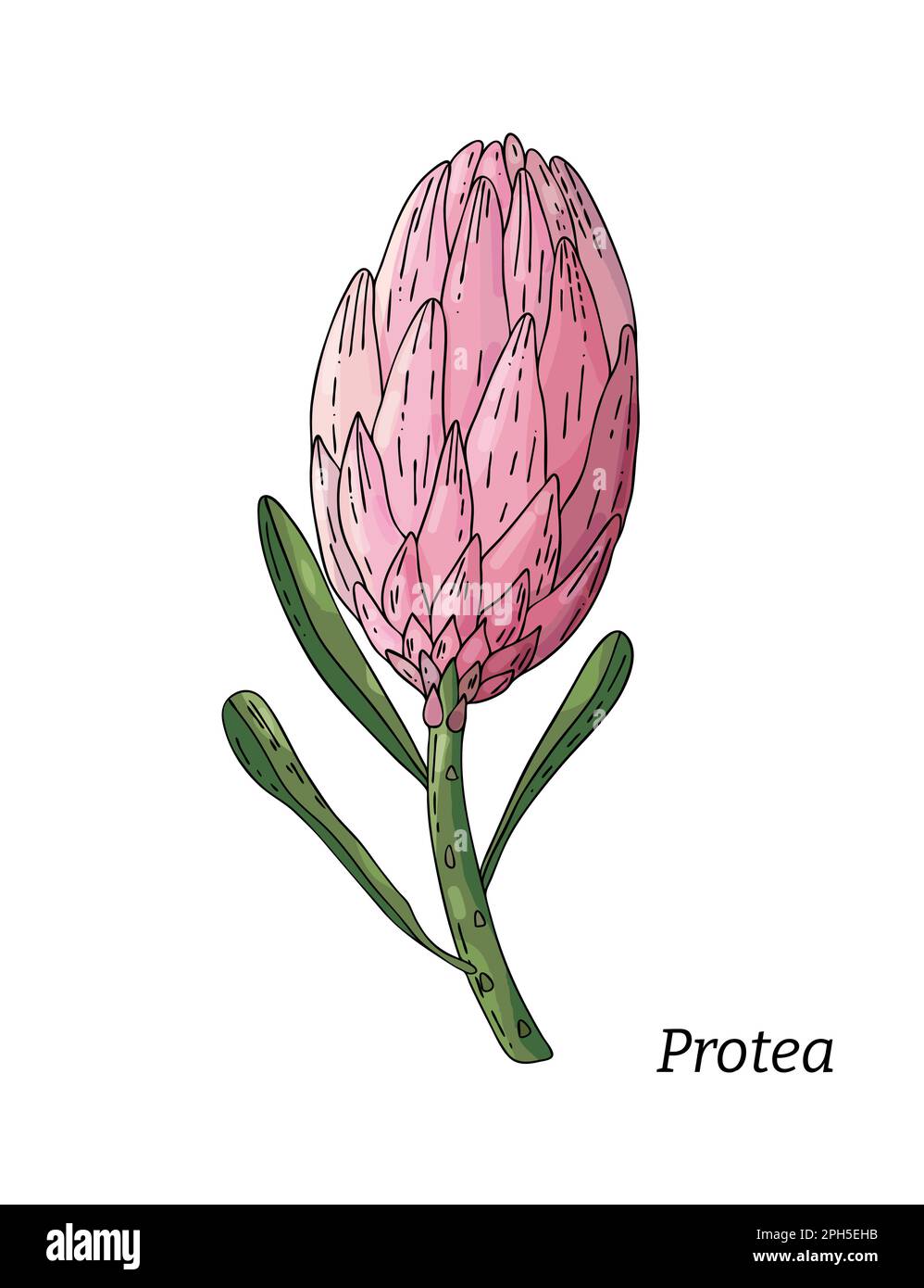 Realistische handgezeichnete Vektordarstellung der Prothea-Blütenknospe. Tropische Königsblume protea in Blüte. Stock Vektor