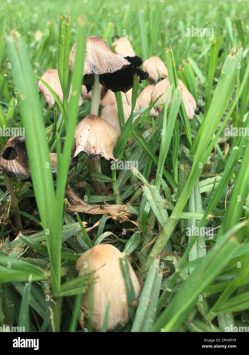 Pilze im Gras nach dem Regen Stockfoto