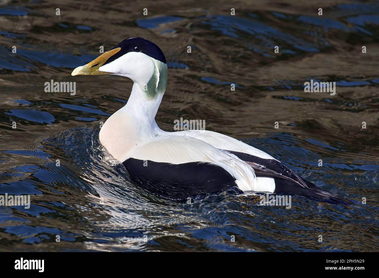 Gemeinsamen Eider Stockfoto