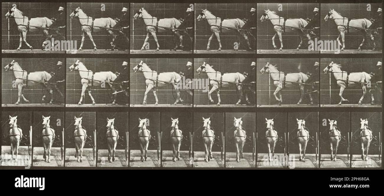 Wandelnd, Sulky, hellgraue Stute, Katydid 1887 von Eadweard Muybridge Stockfoto