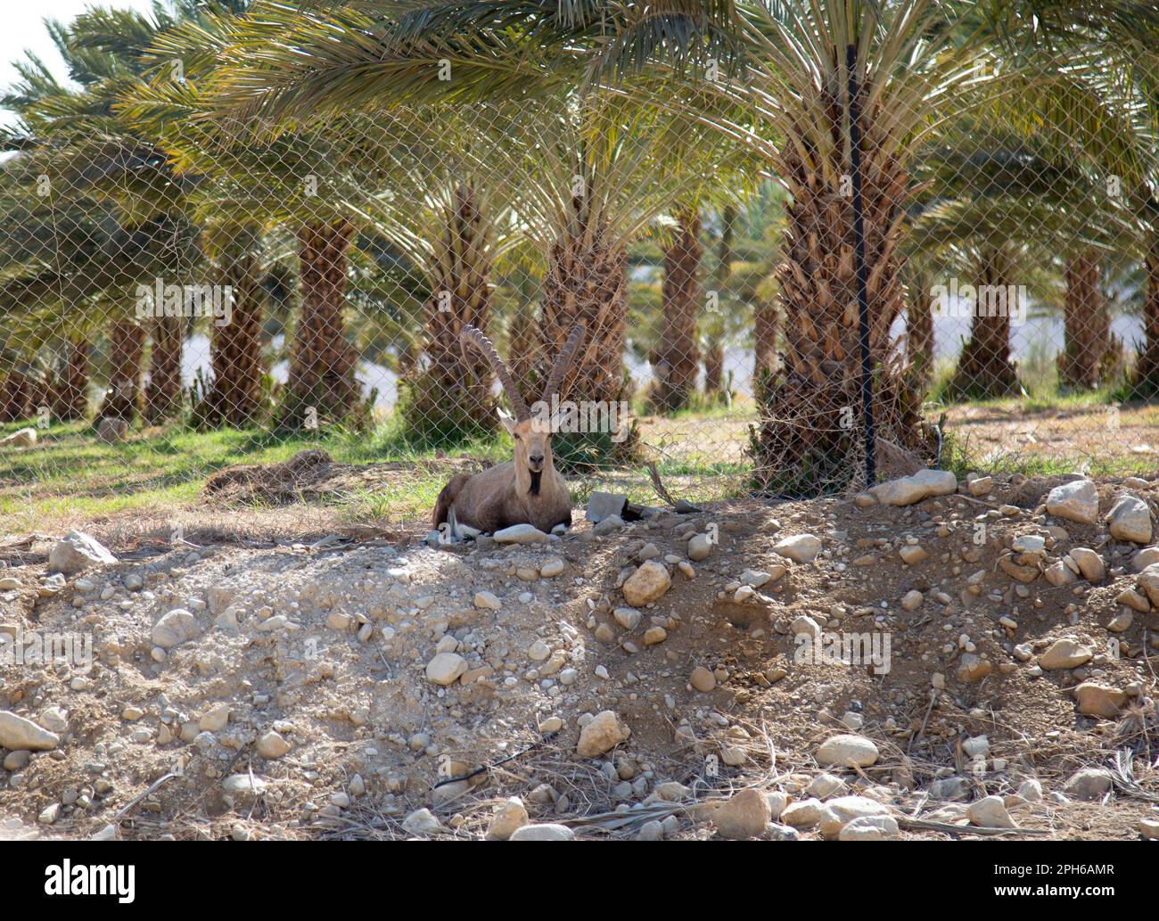 Israelische Ibex außerhalb des eingezäunten Dattelgartens in der Judäischen Wüste Stockfoto