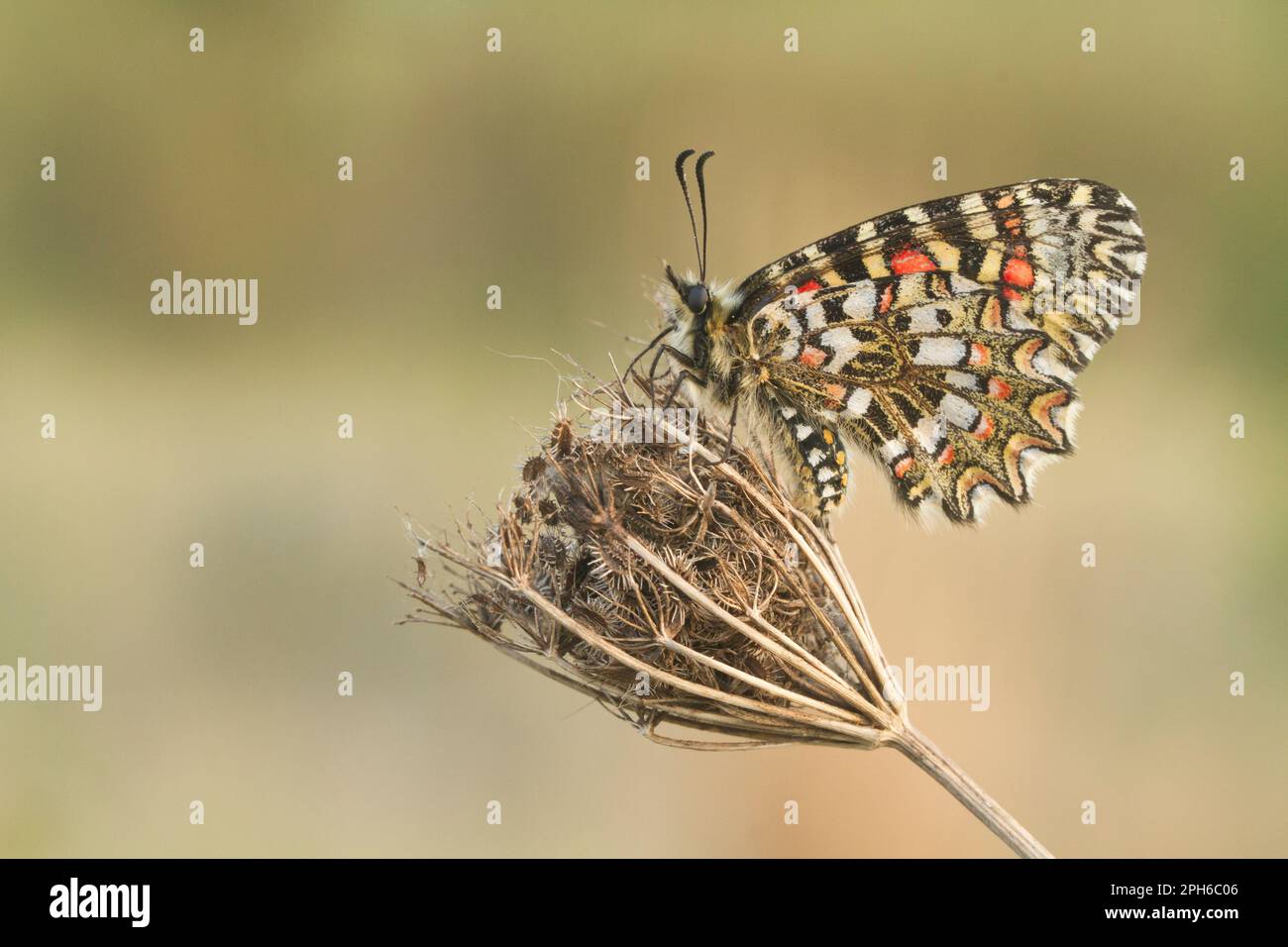 Nahaufnahme des Schmetterlings Zerynthia rumina mit geschlossenen Flügeln auf einer Blume vor unscharfem Hintergrund Stockfoto